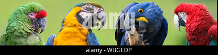 Gruppo colorato di macaws - 4 specie Foto Stock