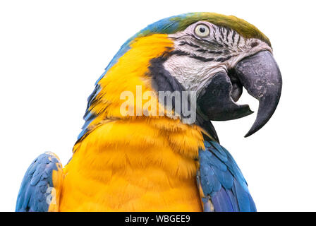 Blu-giallo macaw - isolato su sfondo bianco Foto Stock