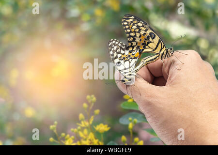 Due belle lime o limone allevamento di farfalle a portata di mano con sfondo sfocato nella natura. Foto Stock