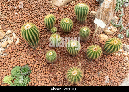 Vista dall'alto vari tipi Golden barrel cactus nel giardino. Foto Stock