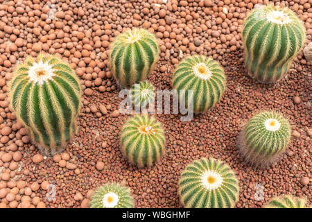 Vista dall'alto vari tipi Golden barrel cactus nel giardino. Foto Stock