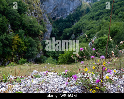 Estate paesaggio di montagna con stretta gola e fiori selvatici (Canyon Nevidio, Montenegro). Foto Stock