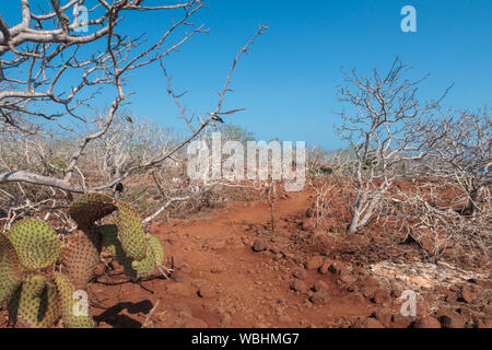 Un sentiero sabbioso conduce attraverso arbusti su North Seymour Island, isola delle Galapagos, Ecuador, Sud America. Foto Stock