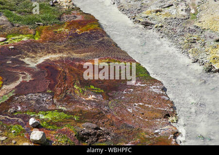 Accanto alle alghe di acqua dalla primavera calda Hayden Valley il Parco Nazionale di Yellowstone Wyoming USA Foto Stock