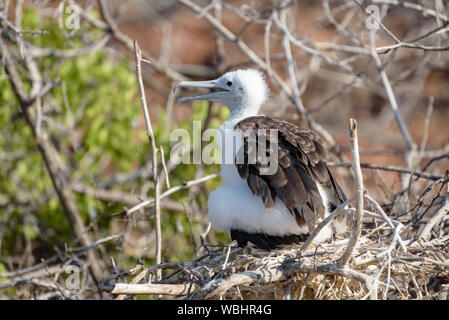 Magnifica Frigatebird pulcino nel nido (Fregata magnificens), North Seymour, Galapagos Isola, Ecuador, Sud America. Foto Stock