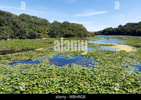 Bellissimi stagni di fior di loto in Bosherston, Pembroke, Galles Foto Stock