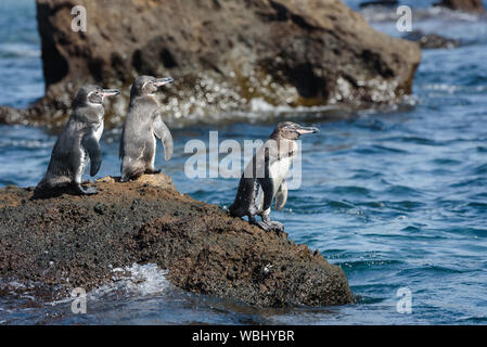 Gruppo di pinguini di Galapagos su una roccia nell'isola di Santiago, Galapagos Isola, Ecuador, Sud America. Foto Stock