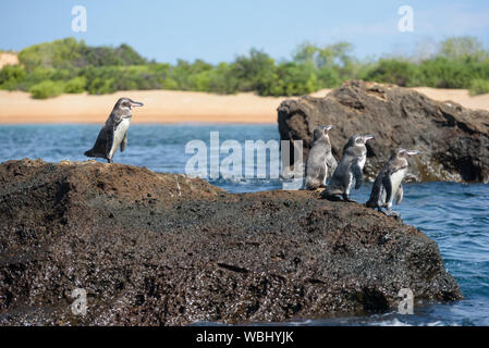 Gruppo di pinguini di Galapagos su una roccia nell'isola di Santiago, Galapagos Isola, Ecuador, Sud America. Foto Stock