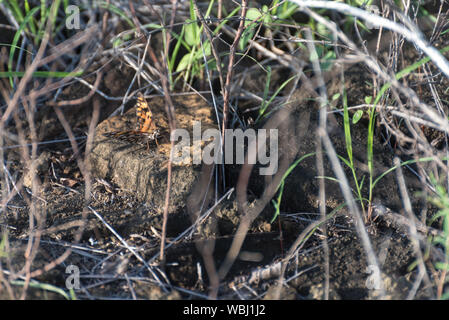 Gulf Fritillary (Agraulis vanillae) su Puerto Egas (Egas Port), isola di Santiago, Galapagos Isola, Ecuador, Sud America. Foto Stock