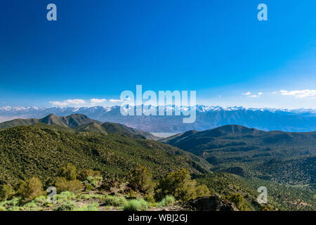 Sorprendente antica Bristlecone Pine Forest Foto Stock