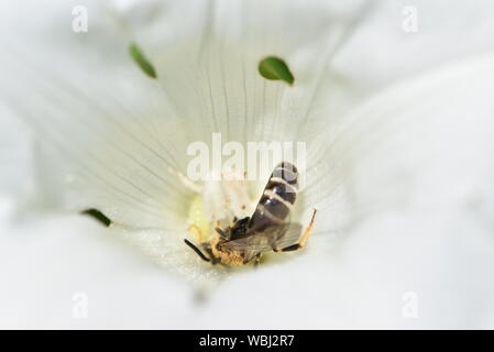 Wild bee visitando centinodia fiore Foto Stock