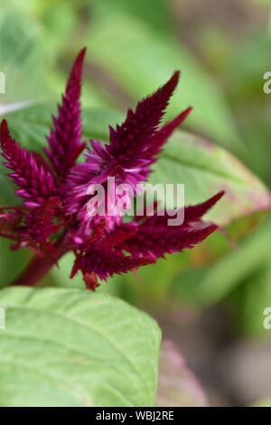 Celosia argentes Foto Stock