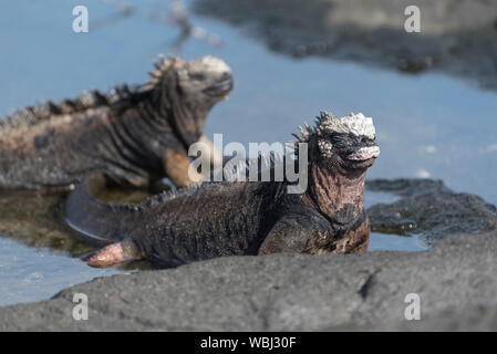 Due Iguana marina a prendere il sole in acqua a Puerto Egas (Egas Port) sull'isola di Santiago, Galapagos, Ecuador, Sud America. Foto Stock