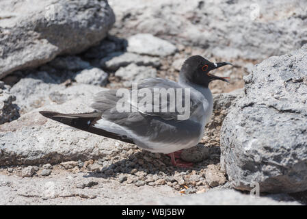 Swallow tailed gull con il suo uovo su South Plaza, Galapagos Isola, Ecuador, Sud America. Foto Stock