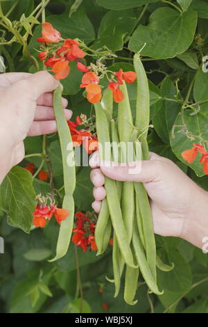 Phaseolus coccineus. Picking 'Scarlet Imperatore' i baccelli in estate. Regno Unito Foto Stock