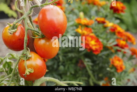Solanum lycopersicum "all'aperto" ragazza e Tagetes patula. Compagno di piantagione di pomodori e le calendule francese a contribuire a dissuadere il pomodoro parassiti. Regno Unito Foto Stock