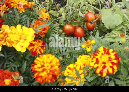 Solanum lycopersicum "all'aperto" ragazza e Tagetes patula. Compagno di piantagione di pomodori e le calendule francese a contribuire a dissuadere il pomodoro parassiti. Regno Unito Foto Stock