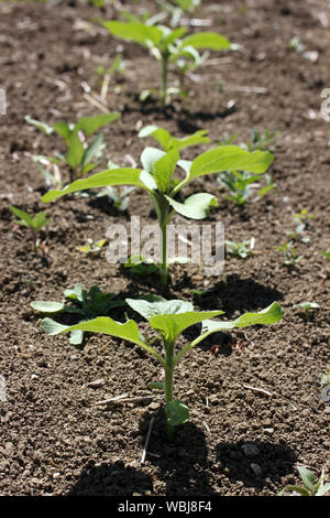 Pianta di tabacco leaf Foto Stock