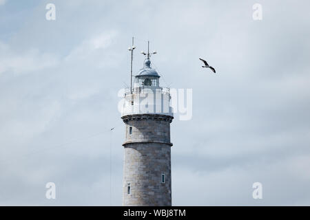 Unà Gaviota sobrevuela el histórico faro de Cabo Mayor en Santander, Cantabria Foto Stock