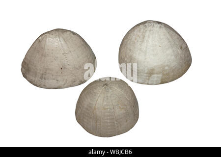 Folklore circostante Echinoids fossili Echinocorys sp. hanno dato modo di nomi come pastori Crown Foto Stock