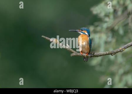 Kingfisher seduta sul ramo Foto Stock