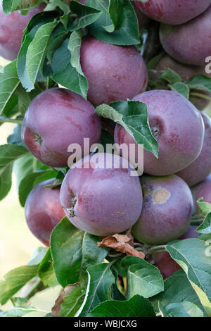 Close-up di Blue Moon colonnari di Melo mele: Starline "Blue Moon", Malus pumila a cui si fa riferimento anche come Malus domestica e Malus sylvestris Foto Stock