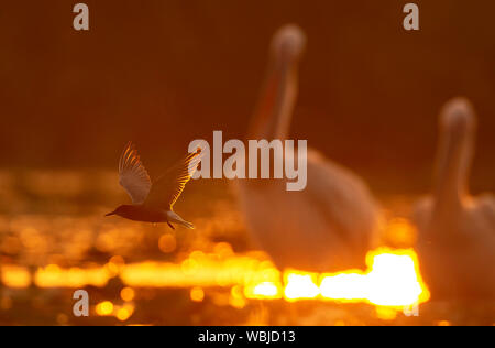 Un black tern battenti di fronte a due grandi pellicani bianchi nella luce del tramonto che riflette nell'acqua, con il sole che tramonta dietro gli uccelli. Foto Stock