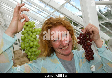 TV giardiniere Charlie Dimmock è raffigurato al Culzean Castle vicino a Ayr oggi, Venerdì 8/6/01 dove lei stava aprendo il recentemente ristrutturato azienda vitivinicola e Dolphin House. La 218ft lungo vigneti vittoriano è stato ristrutturato ad un costo di £ 362 000. Foto Stock