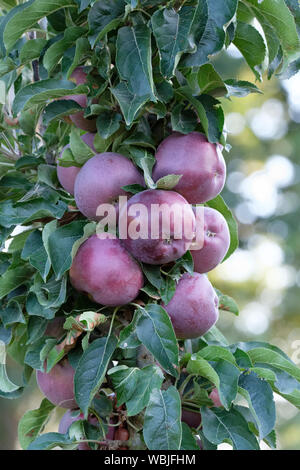 Close-up di Blue Moon colonnari di Melo mele: Starline "Blue Moon", Malus pumila a cui si fa riferimento anche come Malus domestica e Malus sylvestris Foto Stock