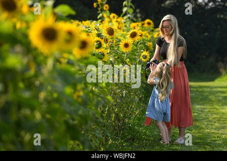 Jodie Dempster e Lillie Dempster (sinistra) da un campo di girasoli di Becketts Farm in Wythall, Warwickshire, seguendo il più caldo Agosto lunedì festivo su record, con temperature che raggiungono 33.2C. L'ondata di caldo è impostata per continuare per alcune parti del Regno Unito dopo il nuovo record di bank holiday meteo. Foto Stock