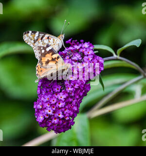 Due dipinti lady butterfly su viola estate liliac, Buddleja davidii Foto Stock