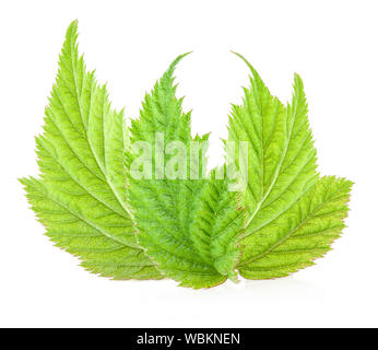 Foglia di lampone isolati su sfondo bianco Foto Stock