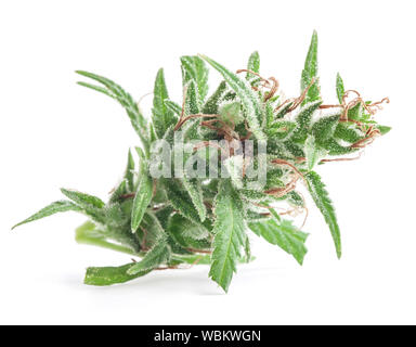 Fresco di marijuana medica isolati su sfondo bianco. Terapeutico e medicinali di cannabis Foto Stock