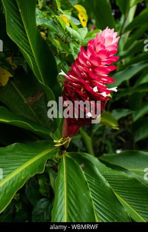 Costa Rica, America centrale. Rosso vermiglio fiore tropicale foglia nella foresta di pioggia. Foto Stock