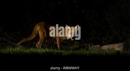 Dettagliato, vista laterale close up di un selvaggio, British urban volpe (Vulpes vulpes vulpes UK) isolato, aggirava all'aperto al buio, rovistando in un giardino del Regno Unito durante la notte. Foto Stock