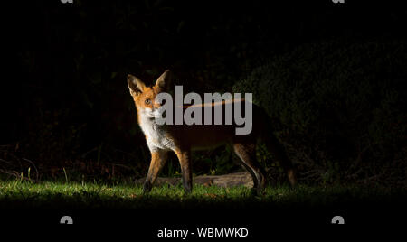 La volpe rossa urbana (Vulpes vulpes) isolato nel giardino britannico di notte, prowling all'aperto al buio, catturato nei riflettori. Foto Stock