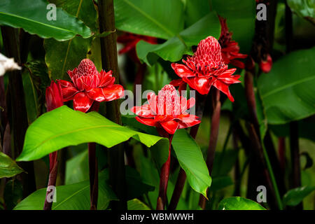 Imperatore della asta di fiori selvaggi, torcia Ginger Costa Rica Foto Stock