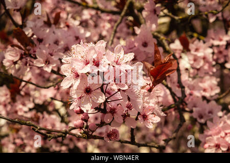 Giapponese di rosa fiori di ciliegio Foto Stock