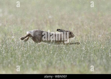 Brown Lepre / Europea Lepre / Feldhase ( Lepus europaeus ) in un giorno di pioggia in aprile, in esecuzione attraverso un prato umido, stirata jump, fauna selvatica, l'Europa. Foto Stock