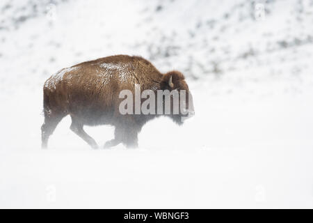 Bisonti americani ( Bison bison ) nelle dure condizioni di tempo di inverno, camminando attraverso lavori di soffiaggio della neve sulla pianura di Yellowstone NP, STATI UNITI D'AMERICA. Foto Stock