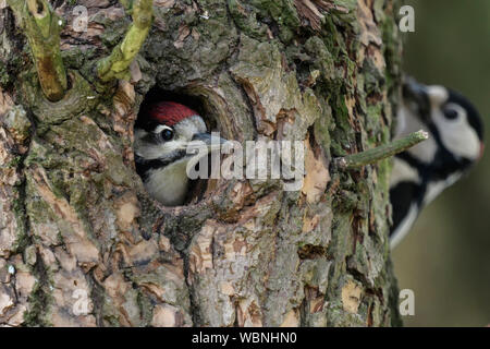 Maggiore / Picchio rosso maggiore ( Dendrocopos major ) giovani nel foro di nido anticipando l'alimentazione maschio, fauna selvatica, l'Europa. Foto Stock