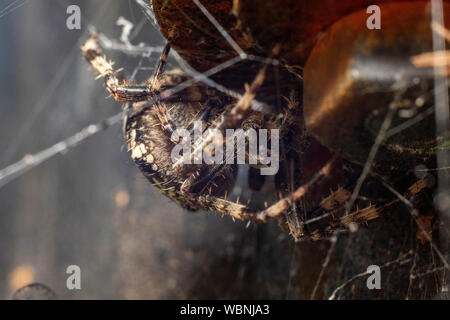 Una croce Orb Weaver o giardino europeo Spider (Araneus diadematus) su un arrugginito canna nero prese a Leeds, nello Yorkshire, Regno Unito Foto Stock