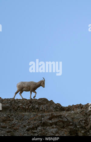 Rocky Mountain Bighorn ( Ovis canadensis ),camminando su uno stretto crinale montuoso, stagliano contro un cielo blu, Grand Tetons, Wyoming negli Stati Uniti. Foto Stock