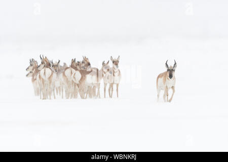 Pronghorns ( Antilocapra americana ) in inverno, piccolo gruppo, allevamento, affollato compresi, sembra ansioso, uno maschio couraged cammina in avanti, la fauna selvatica, STATI UNITI D'AMERICA. Foto Stock