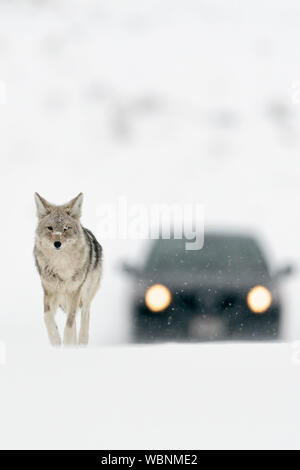 Coyote ( Canis latrans ), in inverno la neve alta, a camminare su una strada, seguita da un'auto sembra essere totalmente indisturbati, Yellowstone NP, Wyoming. Foto Stock