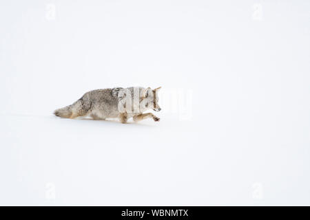 Coyote ( Canis latrans ), in inverno, camminando attraverso la neve fresca, il sollevamento della sua zampa al di sopra della neve, Yellowstone NP, STATI UNITI D'AMERICA. Foto Stock