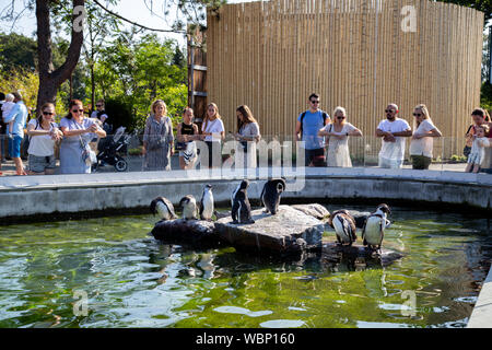 I pinguini in zoo di Copenaghen Foto Stock