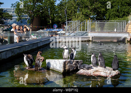 I pinguini in zoo di Copenaghen Foto Stock