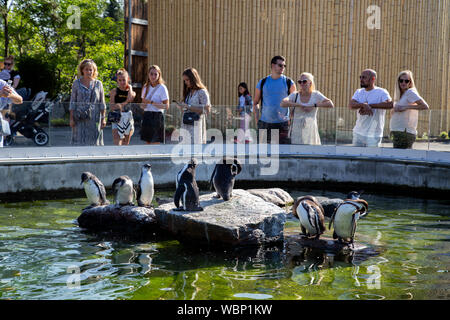 I pinguini in zoo di Copenaghen Foto Stock