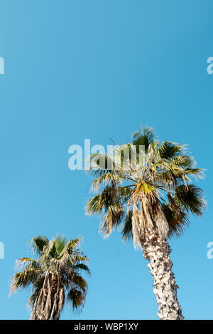 Primo piano della parte superiore di alcuni alberi di palma contro il cielo blu, con un po' di spazio vuoto sulla parte superiore Foto Stock